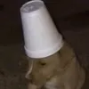 anonim_sds