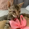 ciro.dianahotmail.com