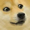 dogegang_1