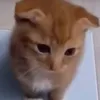 underlinese