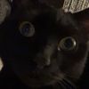 nutterbutterjr