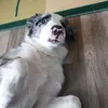 foxylovewop