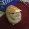 lcccevq