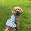 aryagoldendoodle