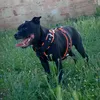 orion._the.staffy