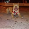 alejandroismaelmontoro