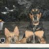 animalhouseunlimited