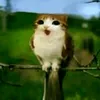 katyushabm_13