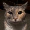 gato_meconsume