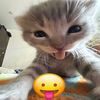 michi_mojado