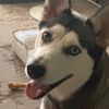 sashahusky