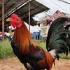 gemefarm