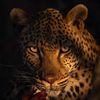 nalle_ruiz