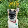 walking_with_willow