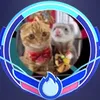 あにまるファミリー/6猫2フェレット