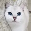 nyanffie