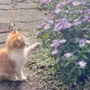 hlihill1