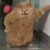 jumping_fox2000