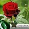arshadmirza7850