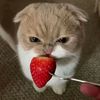 kitdies