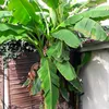baananne