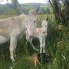 irishfarmer32