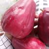 jambu3456
