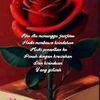 user7981819266630