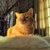 ryzhikthecat