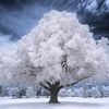 blue_instinct