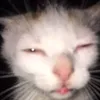meow842f
