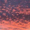 ellieponyrider19