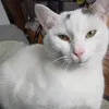 catstyle3