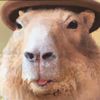 zesty__ranch