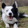 sheepdog321