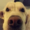 maxymilino