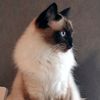 rosa_und_charlie