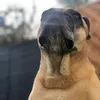 guinearose