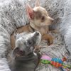 tailsof_quincyandgeorgie