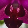 coffee..orchids