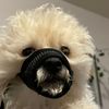 plg_husky