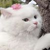 pinkypie143