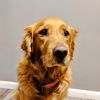 dogimusmaximus