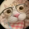 lagattaradop
