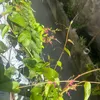 xamia_0