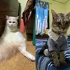 motchie_nala27