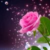 abdelhamid.b.amor