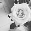 royse_are_royseh