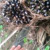 brondol_sawit7
