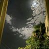 rozie_7781